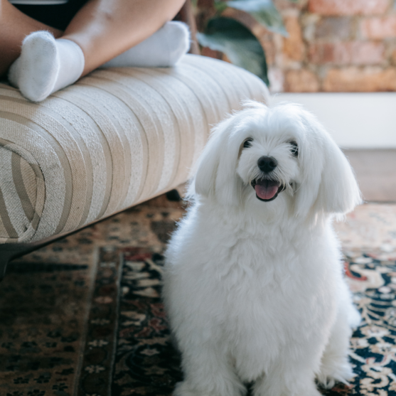 long hair maltese dog sitting on the floor next to a couch